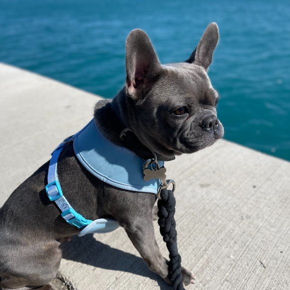 PETsRUS Premium Reversible Dog Harness Reflective Details Blue Beige Rose - Picture 7 of 7